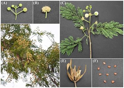 Critical Insights Into the Ecological and Invasive Attributes of Leucaena leucocephala, a Tropical Agroforestry Species